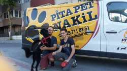 Şehirlerarası Evcil Hayvan Taşımacılığı : Pita Pet Nakil