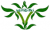 yerlibitki.com Akvaryum bitkileri
