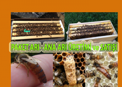 Avrasya Bal Ana Arı Üretimi ve Satışı