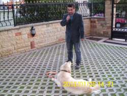 İstanbul Köpek Eğitmeni